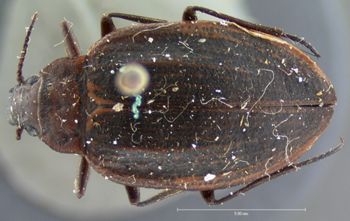 Media type: image;   Entomology 5970 Aspect: habitus dorsal view